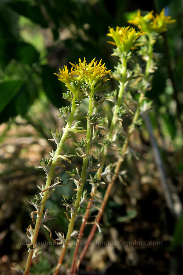 worm-leaf stonecrop (Sedum stenopetalum) [Forest Road 2150, Malheur National Forest, Grant County, Oregon]