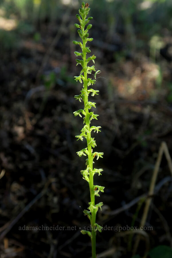 Alaska rein orchid (Platanthera unalascensis (Piperia unalascensis)) [Forest Road 2150, Malheur National Forest, Grant County, Oregon]