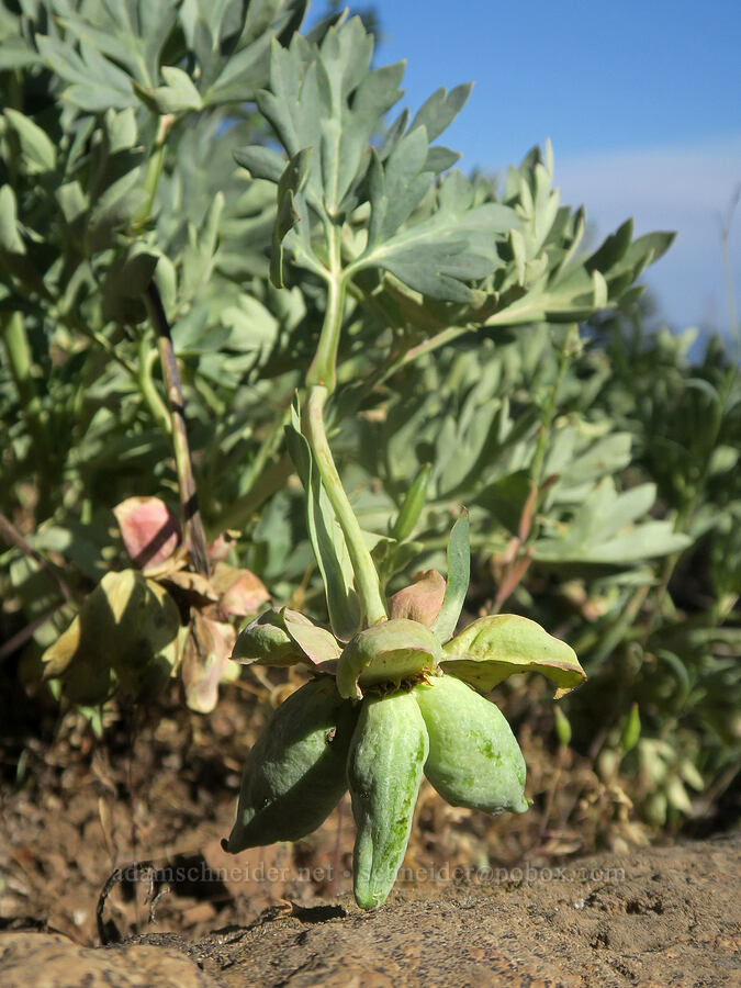 Brown's peony fruits (Paeonia brownii) [Forest Road 2150, Malheur National Forest, Grant County, Oregon]