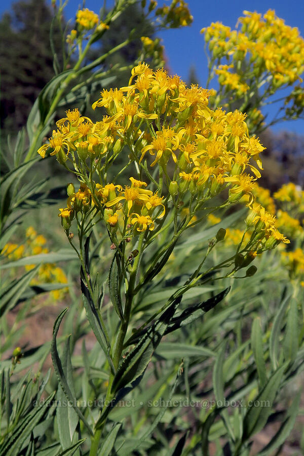 tall butterweed groundsel (Senecio serra var. serra) [Forest Road 2150, Malheur National Forest, Grant County, Oregon]