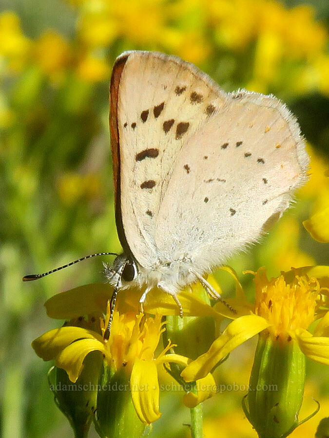 purplish copper butterfly on butterweed groundsel (Lycaena helloides (Tharsalea helloides), Senecio serra var. serra) [Forest Road 2150, Malheur National Forest, Grant County, Oregon]