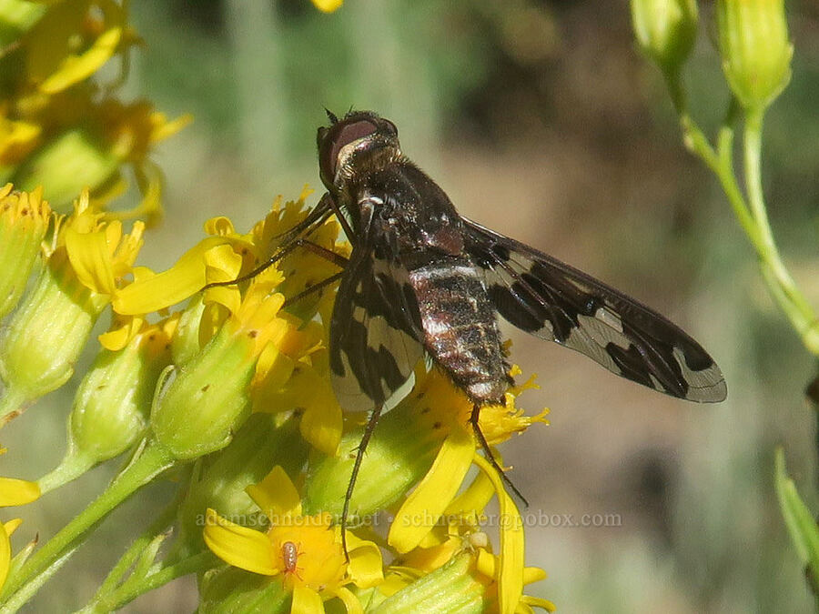 dorcadion bee fly on butterweed groundsel (Exoprosopa dorcadion, Senecio serra var. serra) [Forest Road 2150, Malheur National Forest, Grant County, Oregon]