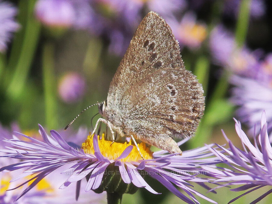 sagebrush sooty hairstreak butterfly on showy fleabane (Satyrium semiluna, Erigeron speciosus) [Forest Road 2150, Malheur National Forest, Grant County, Oregon]