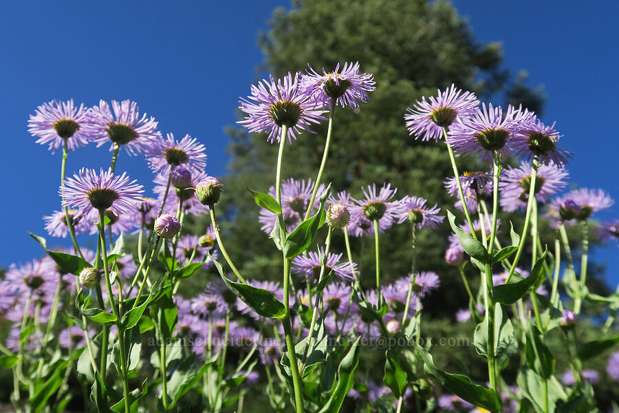 showy fleabane (Erigeron speciosus) [Forest Road 2150, Malheur National Forest, Grant County, Oregon]