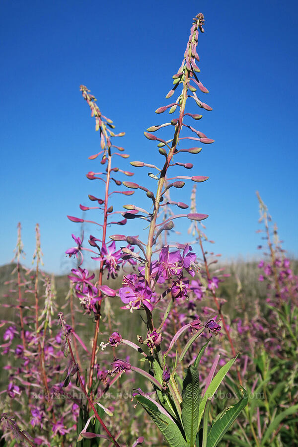 fireweed (Chamerion angustifolium (Chamaenerion angustifolium) (Epilobium angustifolium)) [Forest Road 2150, Malheur National Forest, Grant County, Oregon]