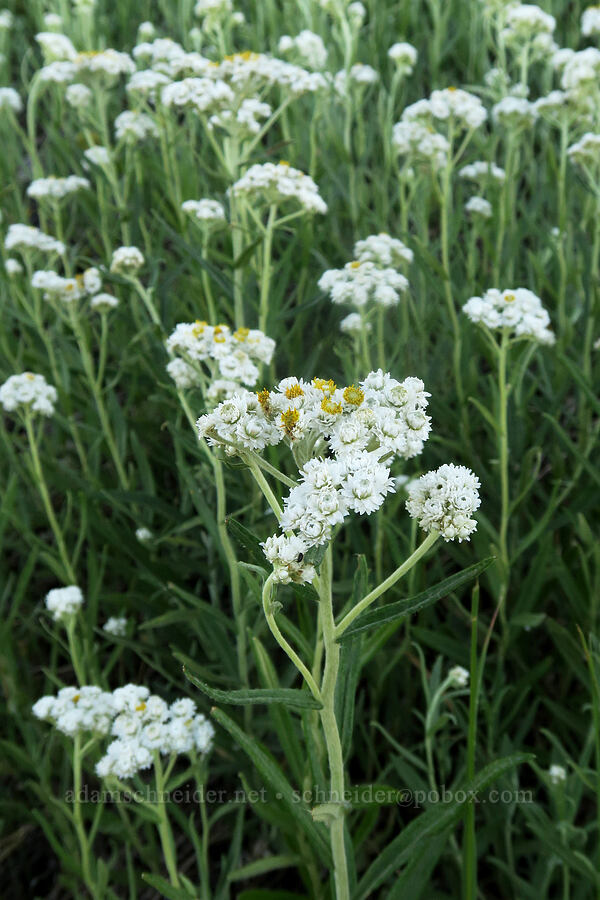 pearly everlasting (Anaphalis margaritacea) [Forest Road 2150, Malheur National Forest, Grant County, Oregon]