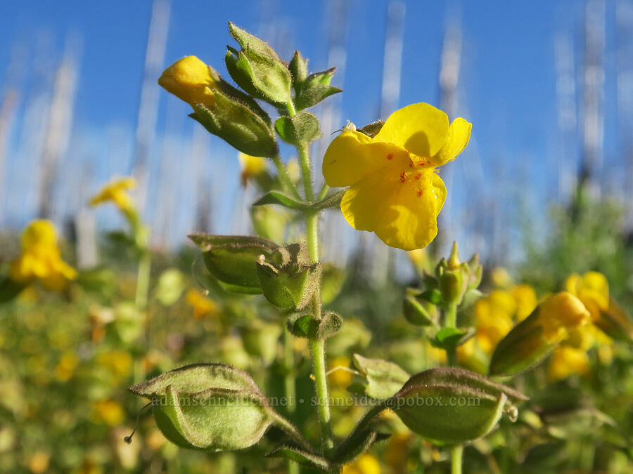 yellow monkeyflower (Erythranthe guttata (Mimulus guttatus)) [Frankie & Johnny Spring, Malheur National Forest, Grant County, Oregon]