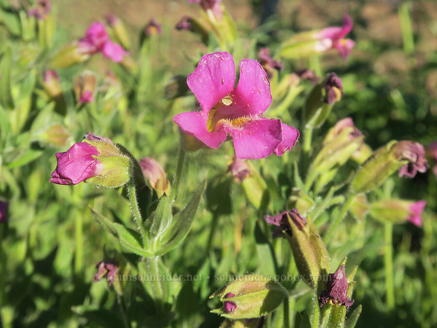 Lewis' monkeyflower (Erythranthe lewisii (Mimulus lewisii)) [Frankie & Johnny Spring, Malheur National Forest, Grant County, Oregon]