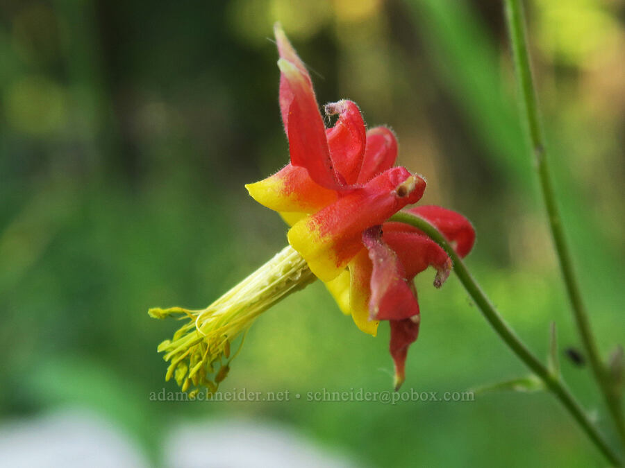 stumpy western columbine (Aquilegia formosa) [Cedar Grove Botanical Trail, Malheur National Forest, Grant County, Oregon]