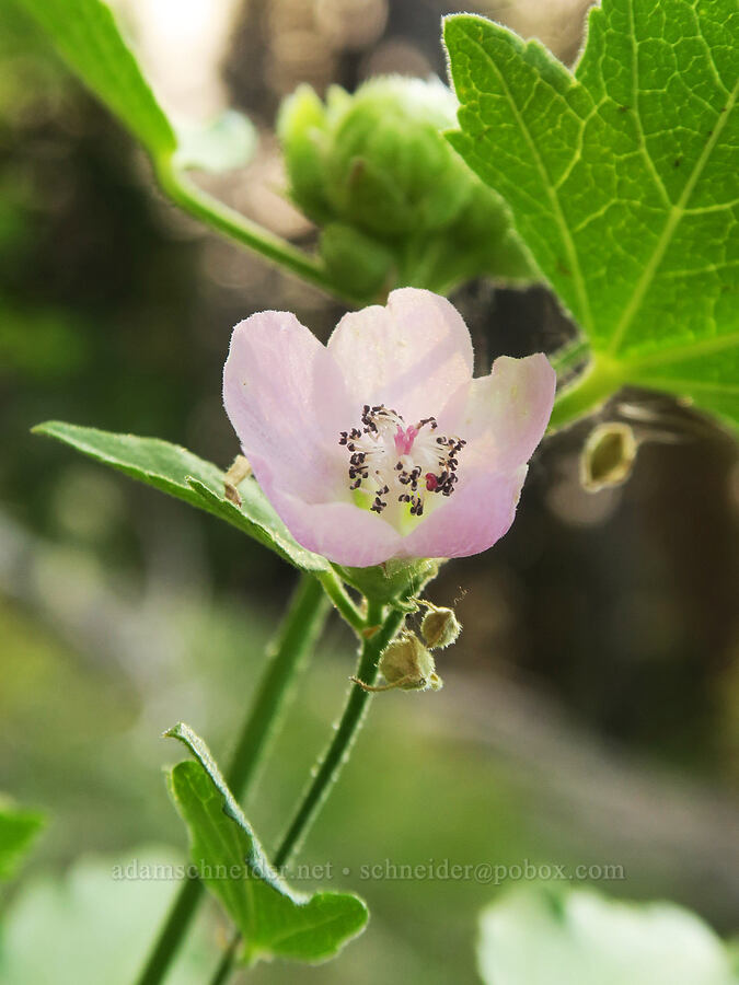 streambank globe-mallow (wild hollyhock) (Iliamna rivularis) [Cedar Grove Botanical Trail, Malheur National Forest, Grant County, Oregon]