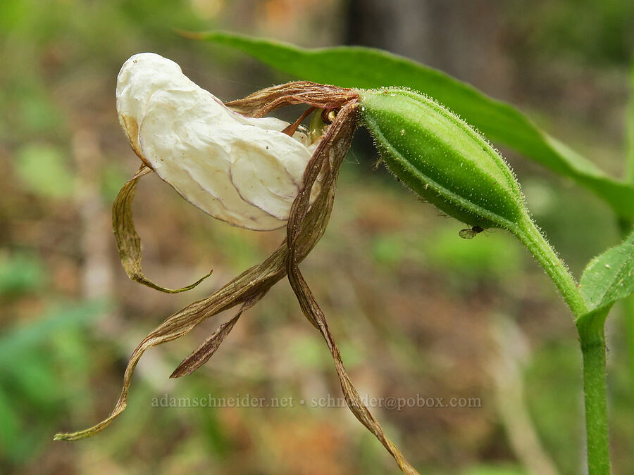 mountain lady's-slipper, fading (Cypripedium montanum) [Cedar Grove Botanical Trail, Malheur National Forest, Grant County, Oregon]