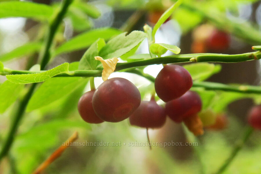 grouse whortleberries (Vaccinium scoparium) [Cedar Grove Botanical Trail, Malheur National Forest, Grant County, Oregon]