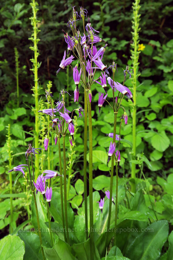tall mountain shooting stars (Dodecatheon jeffreyi (Primula jeffreyi)) [Lake Eleanor Trailhead, Mt. Rainier National Park, Pierce County, Washington]