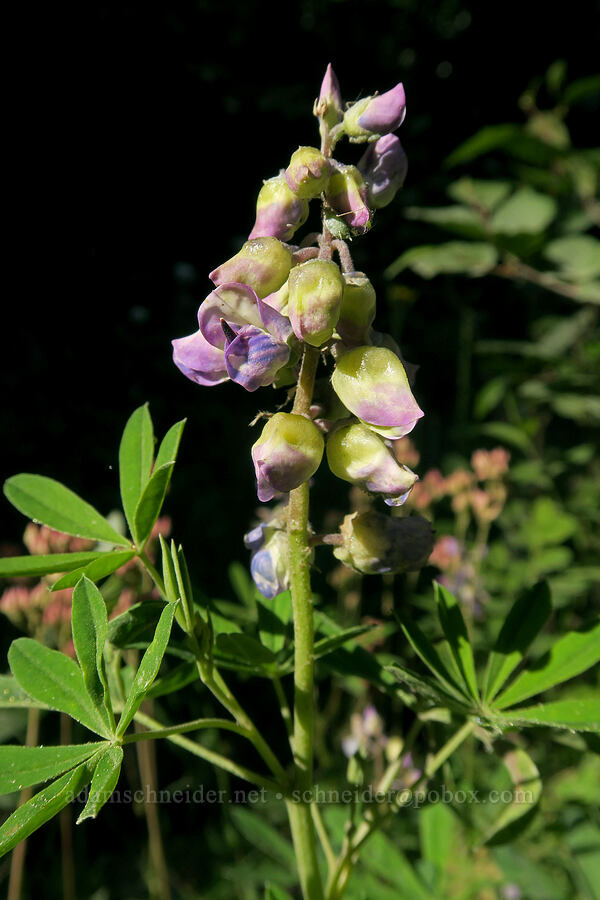 very weird lupine (Lupinus sp.) [Lake Eleanor Trailhead, Mt. Rainier National Park, Pierce County, Washington]