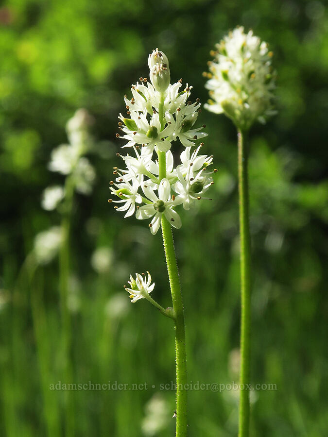 western false asphodel (Triantha occidentalis ssp. brevistyla (Tofieldia glutinosa var. brevistyla)) [Lake Eleanor Trail, Mt. Rainier National Park, Pierce County, Washington]
