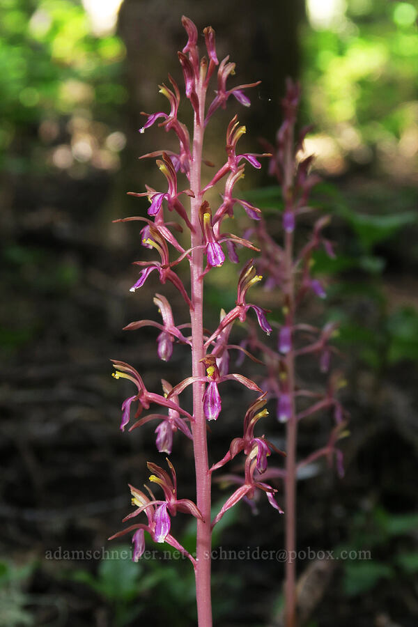 western coral-root (Corallorhiza mertensiana) [Lake Eleanor Trail, Mt. Rainier National Park, Pierce County, Washington]