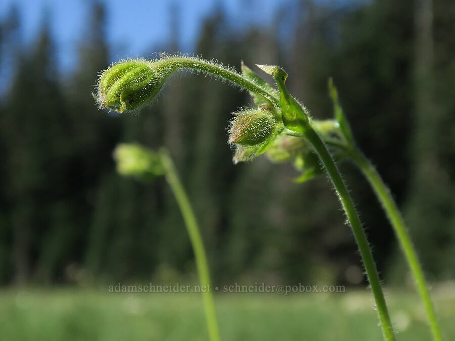 Parry's arnica, budding (Arnica parryi) [Lake Eleanor Trail, Mt. Rainier National Park, Pierce County, Washington]