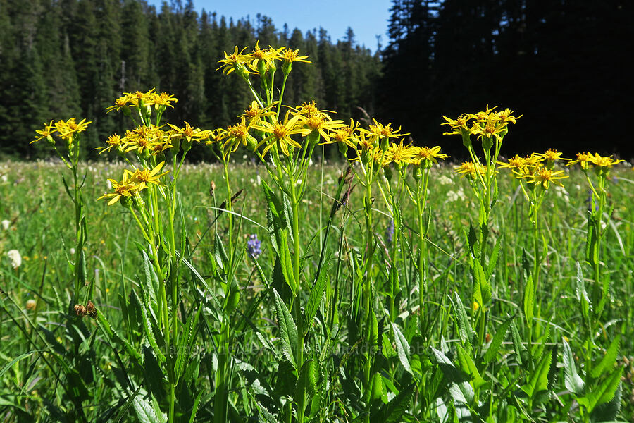arrow-leaf groundsel (Senecio triangularis) [Lake Eleanor Trail, Mt. Rainier National Park, Pierce County, Washington]