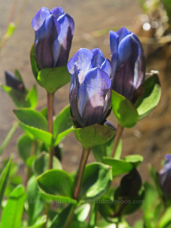 explorer's gentian (Gentiana calycosa) [Lake Eleanor Trail, Mt. Rainier National Park, Pierce County, Washington]