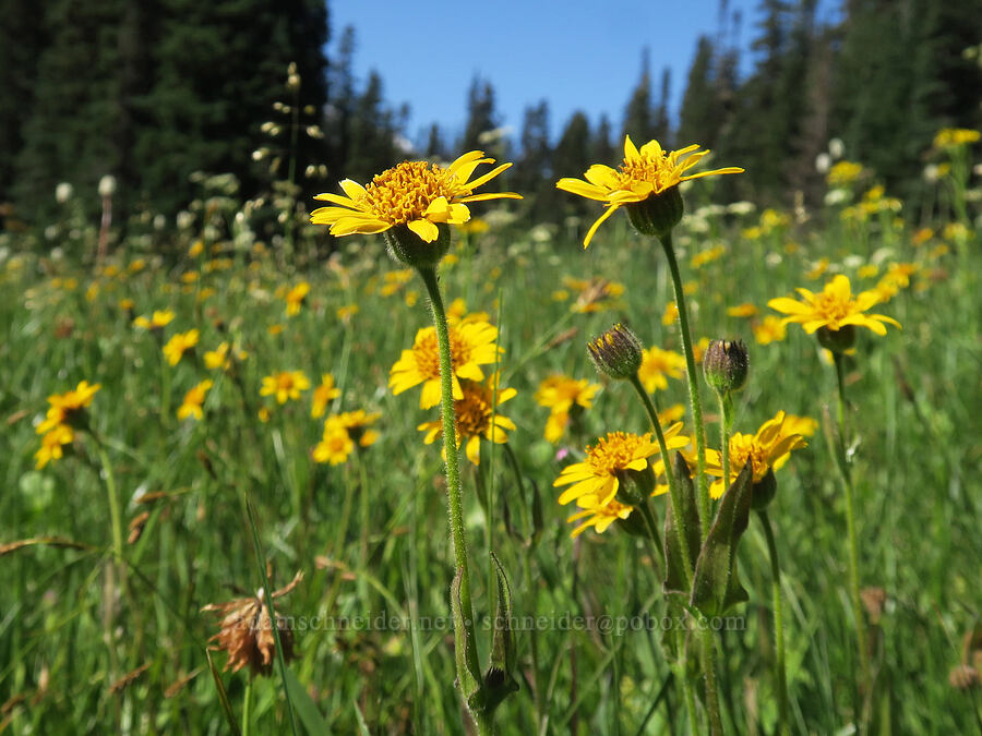 hairy arnica (Arnica mollis) [Lake Eleanor Trail, Mt. Rainier National Park, Pierce County, Washington]