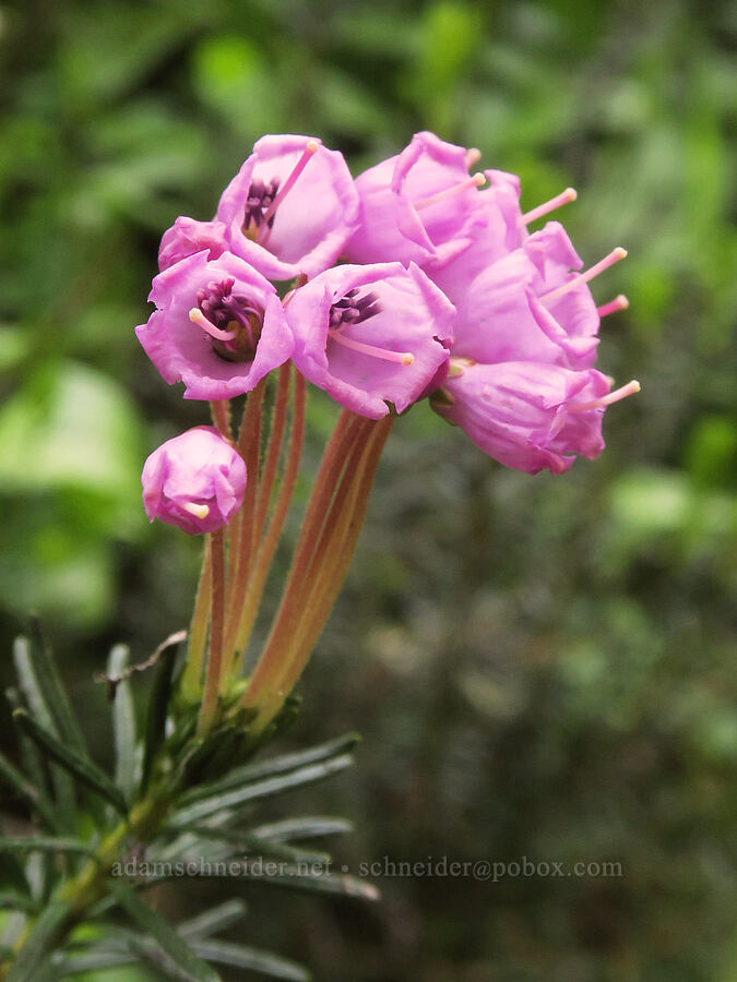 pink mountain heather (Phyllodoce empetriformis) [Lake Eleanor Trail, Mt. Rainier National Park, Pierce County, Washington]