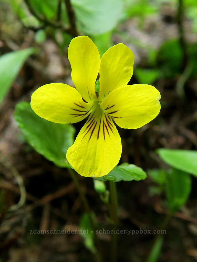 round-leaf violet (Viola orbiculata) [Lake Eleanor Trail, Mt. Rainier National Park, Pierce County, Washington]