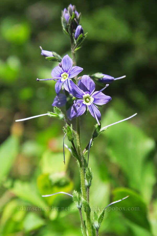Cusick's speedwell (Veronica cusickii) [Lake Eleanor Trail, Mt. Rainier National Park, Pierce County, Washington]