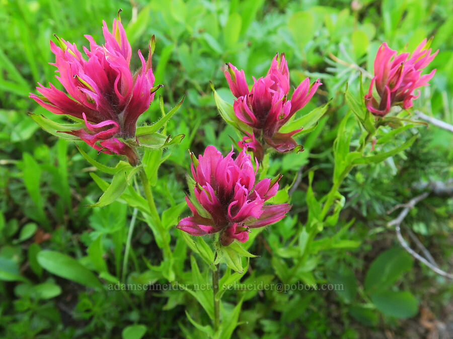 magenta paintbrush (Castilleja parviflora var. oreopola) [Lake Eleanor Trail, Mt. Rainier National Park, Pierce County, Washington]