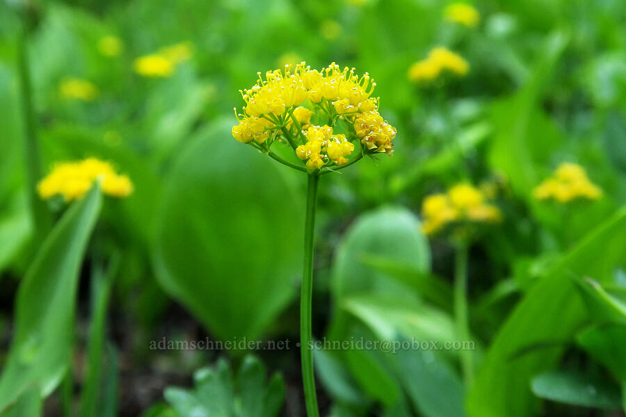 Strickland's umbrella-wort (Tauschia stricklandii) [Lake Eleanor Trail, Mt. Rainier National Park, Pierce County, Washington]