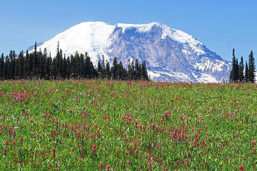 wildflowers (Castilleja parviflora var. oreopola, Erigeron glacialis var. glacialis, Bistorta bistortoides (Polygonum bistortoides), Lupinus latifolius) [Grand Park, Mt. Rainier National Park, Pierce County, Washington]