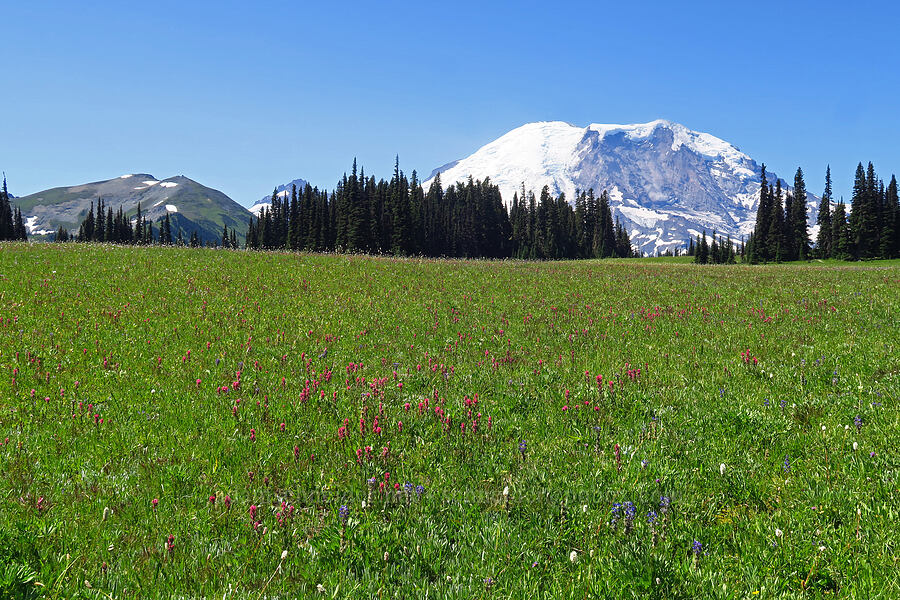 Grand Park & Mount Rainier [Grand Park, Mt. Rainier National Park, Pierce County, Washington]