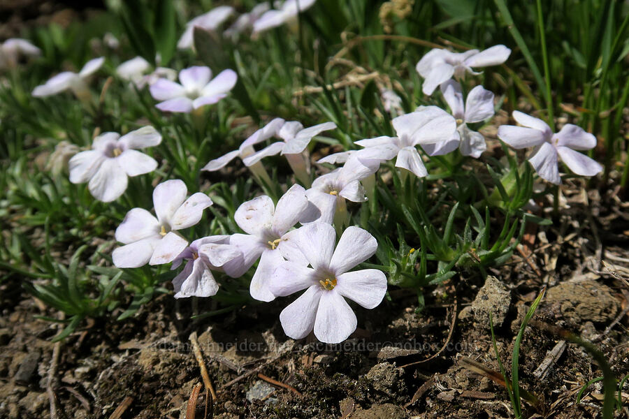 spreading phlox (Phlox diffusa) [Grand Park, Mt. Rainier National Park, Pierce County, Washington]