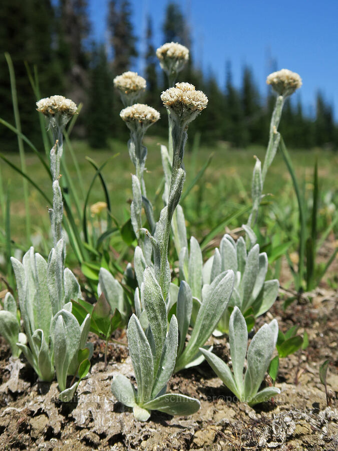 woolly pussy-toes (Antennaria lanata) [Grand Park, Mt. Rainier National Park, Pierce County, Washington]