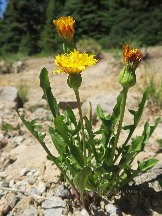 alpine lake agoseris (smooth mountain dandelion) (Nothocalais alpestris (Microseris alpestris)) [Grand Park, Mt. Rainier National Park, Pierce County, Washington]