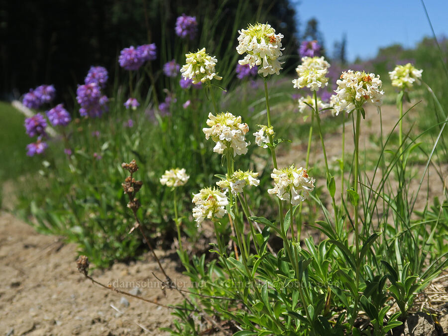 white small-flowered penstemon (Penstemon procerus) [Grand Park, Mt. Rainier National Park, Pierce County, Washington]