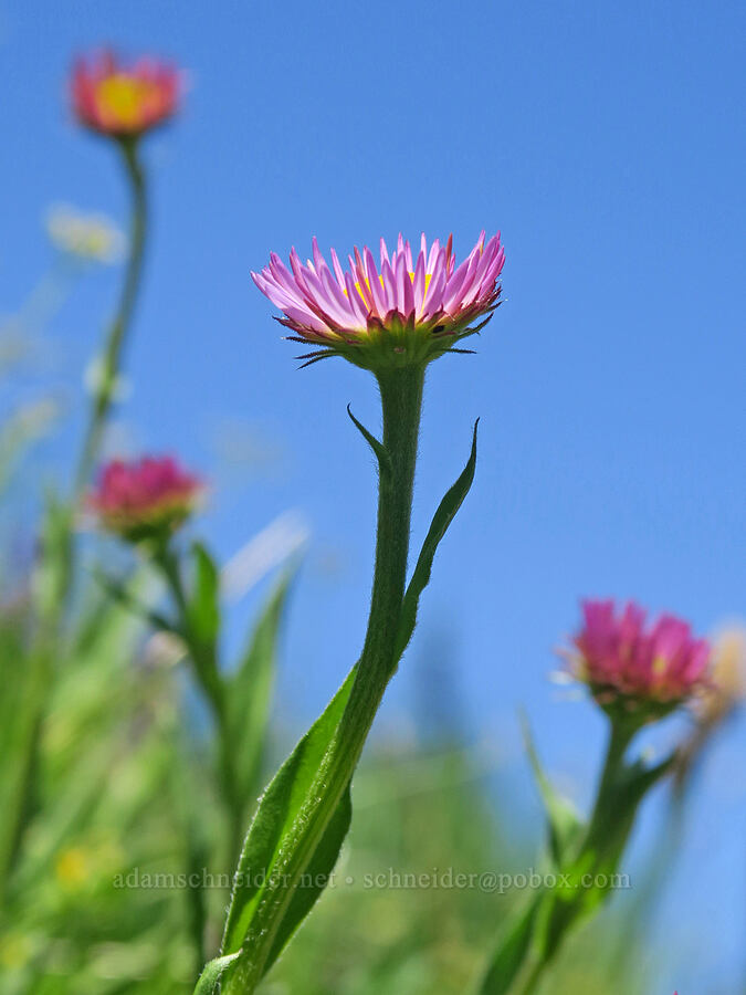 subalpine fleabane (Erigeron glacialis var. glacialis) [Grand Park, Mt. Rainier National Park, Pierce County, Washington]