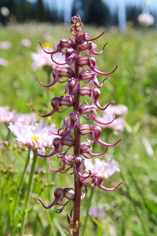 elephant's-head lousewort & fleabane (Pedicularis groenlandica, Erigeron glacialis var. glacialis) [Grand Park, Mt. Rainier National Park, Pierce County, Washington]