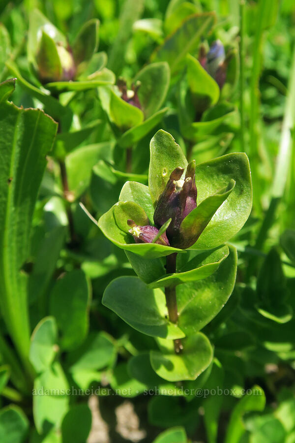 explorer's gentian, budding (Gentiana calycosa) [Grand Park, Mt. Rainier National Park, Pierce County, Washington]