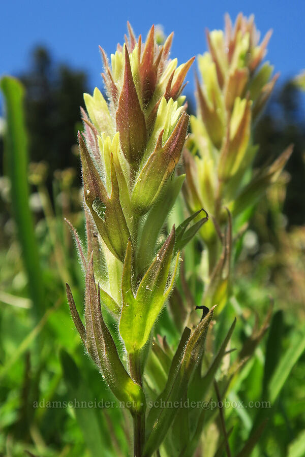 obscure paintbrush (Castilleja cryptantha) [Grand Park, Mt. Rainier National Park, Pierce County, Washington]