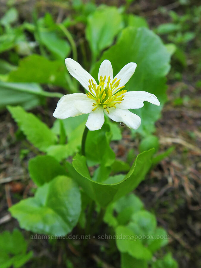 white marsh-marigolds (Caltha biflora (Caltha leptosepala var. biflora)) [Northern Loop Trail, Mt. Rainier National Park, Pierce County, Washington]