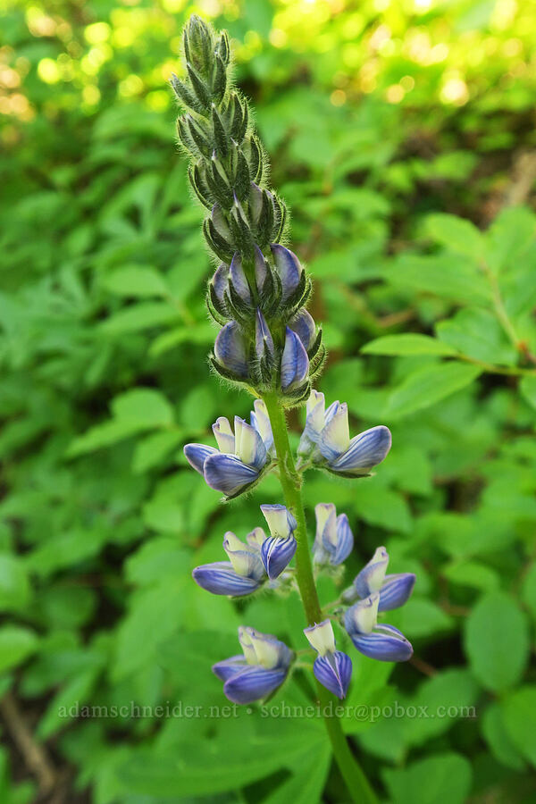 big-leaf lupine (Lupinus polyphyllus) [Northern Loop Trail, Mt. Rainier National Park, Pierce County, Washington]