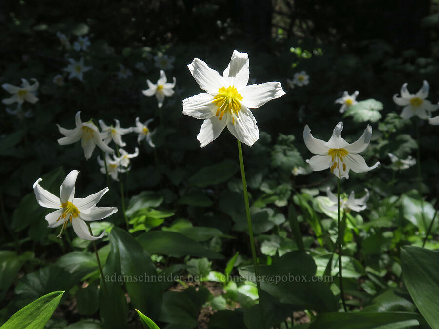 avalanche lilies (Erythronium montanum) [Northern Loop Trail, Mt. Rainier National Park, Pierce County, Washington]