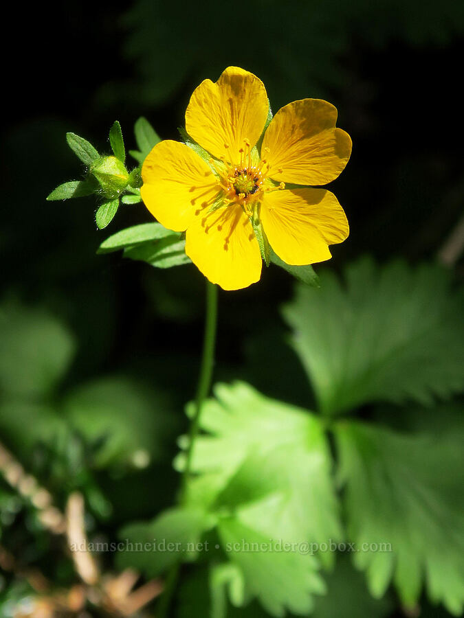 fan-leaf cinquefoil (Potentilla flabellifolia) [Northern Loop Trail, Mt. Rainier National Park, Pierce County, Washington]