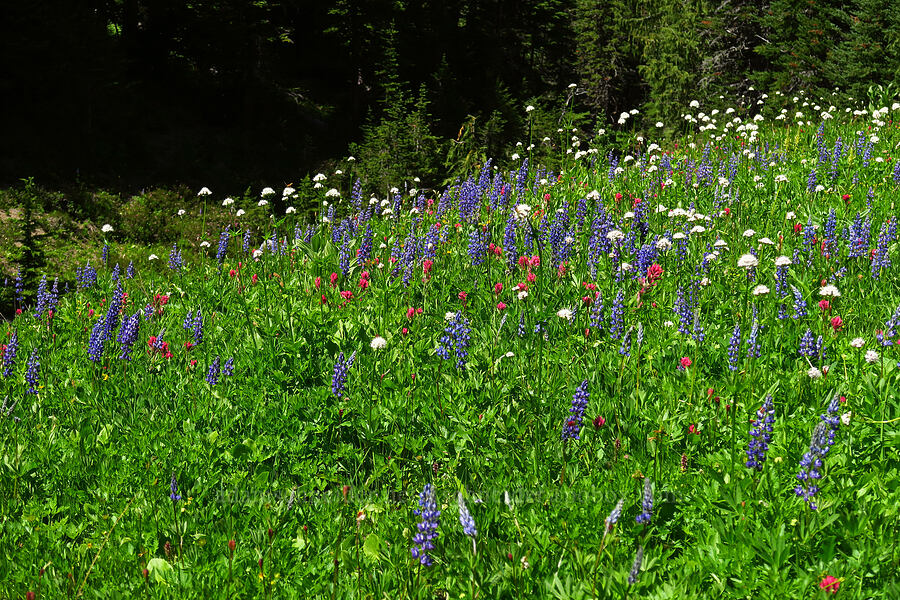 wildflowers [Berkeley Park, Mt. Rainier National Park, Pierce County, Washington]