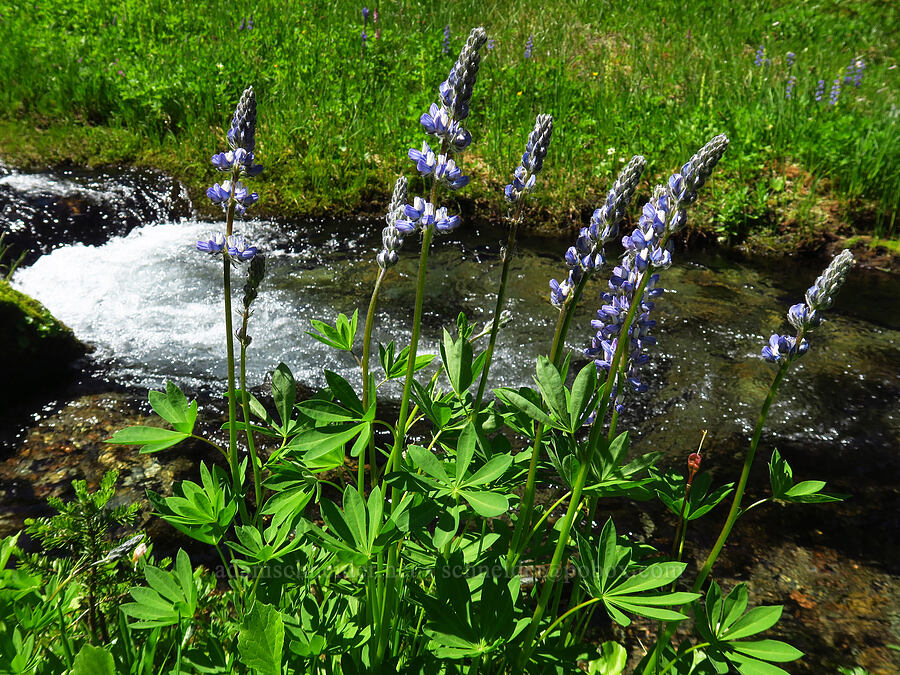 lupines (Lupinus latifolius) [Berkeley Park, Mt. Rainier National Park, Pierce County, Washington]