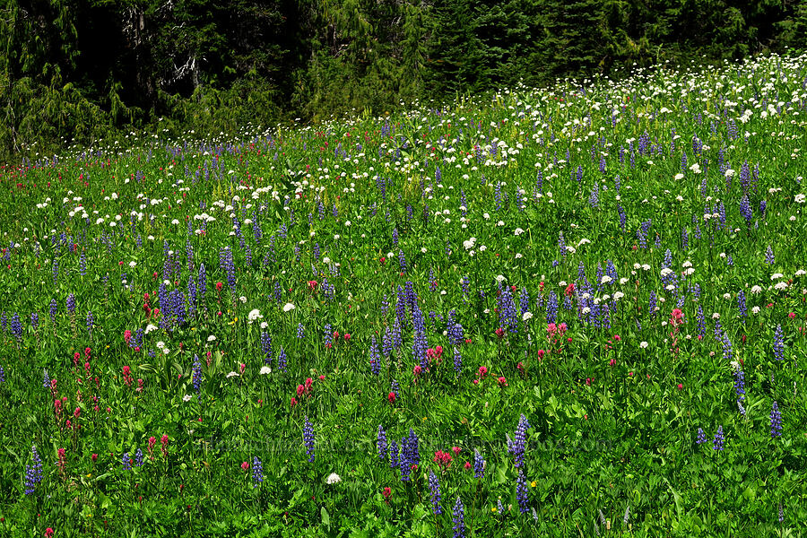 wildflowers [Berkeley Park, Mt. Rainier National Park, Pierce County, Washington]