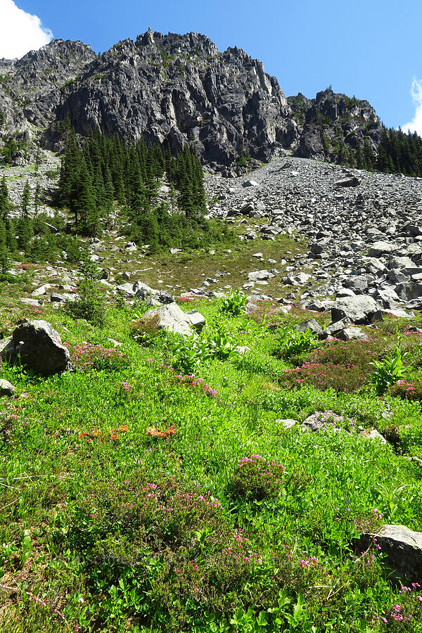 pink mountain heather (Phyllodoce empetriformis) [Berkeley Park, Mt. Rainier National Park, Pierce County, Washington]