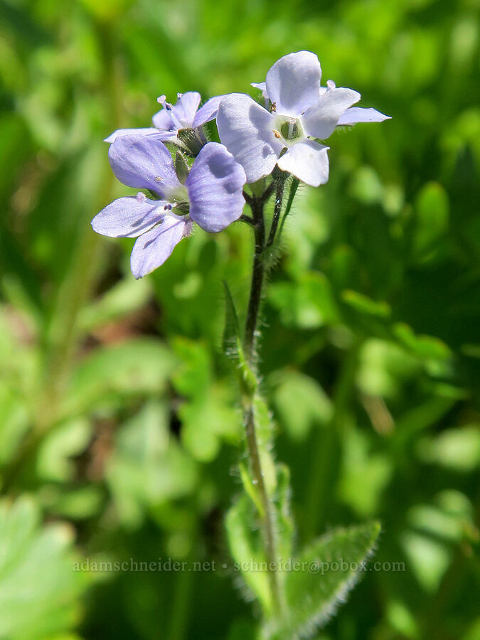 alpine speedwell (Veronica wormskjoldii) [Berkeley Park, Mt. Rainier National Park, Pierce County, Washington]