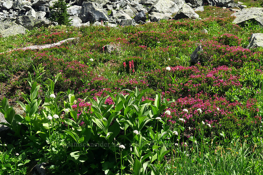 wildflowers [Berkeley Park, Mt. Rainier National Park, Pierce County, Washington]
