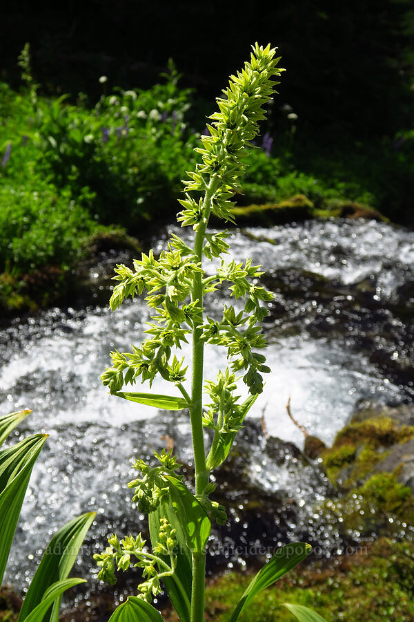 green corn lily (Veratrum viride var. eschscholtzianum (Veratrum eschscholtzii)) [Berkeley Park, Mt. Rainier National Park, Pierce County, Washington]